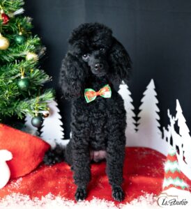 Is-studio-animalier-001