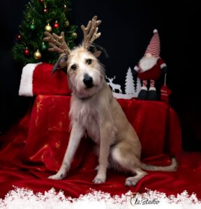 Is-studio-animalier-002