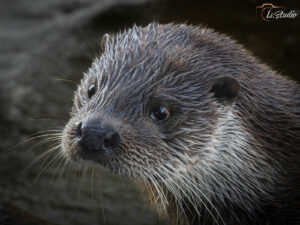 Is-studio-animalier-006