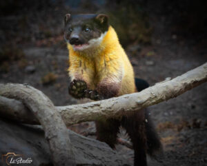 Is-studio-animalier-007