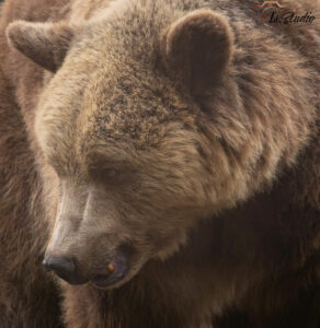 Is-studio-animalier-008