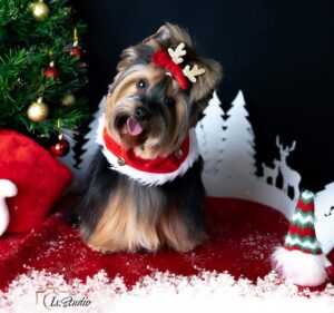 Is-studio-animalier-009