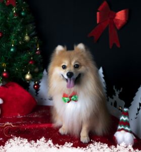 Is-studio-animalier-010