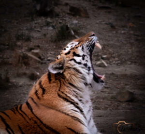 Is-studio-animalier-011