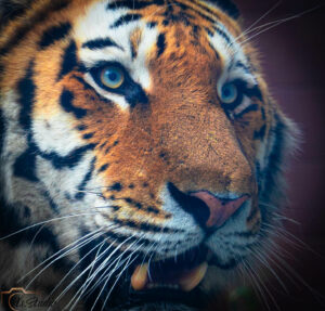 Is-studio-animalier-012