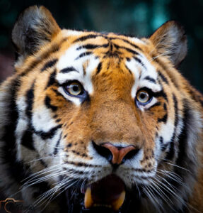 Is-studio-animalier-013