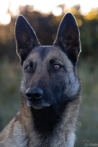 Is-studio-animalier-014