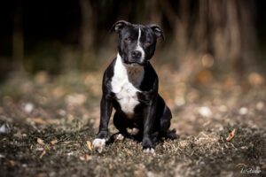 Is-studio-animalier-015