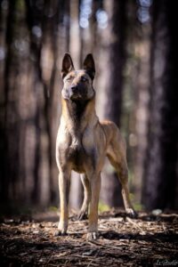 Is-studio-animalier-017