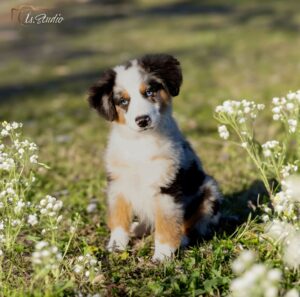 Is-studio-animalier-024