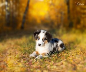 Is-studio-animalier-025