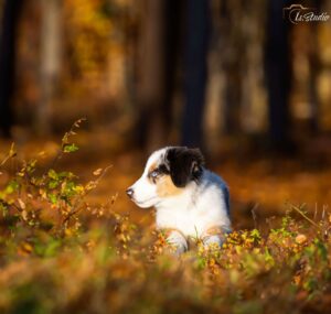 Is-studio-animalier-026