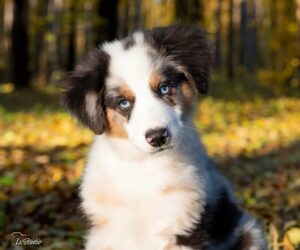 Is-studio-animalier-027