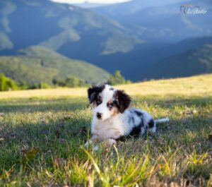 Is-studio-animalier-029