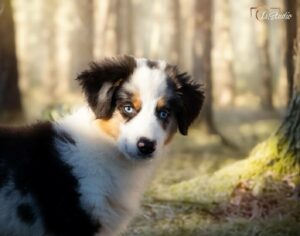 Is-studio-animalier-030