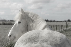 Is-studio-animalier-031