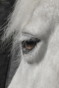 Is-studio-animalier-032