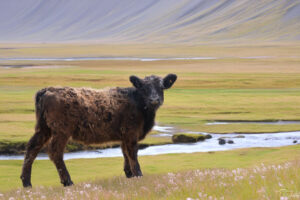 Is-Studio-animalier-046