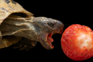 Is-Studio-animalier-047