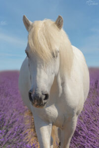 is-studio-animalier-038