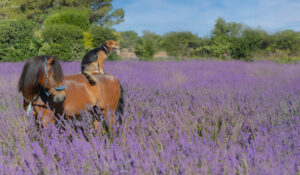 is-studio-animalier-039