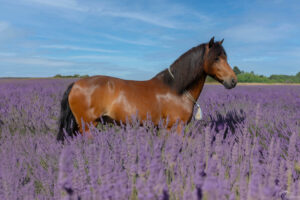 is-studio-animalier-041