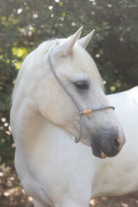 is-studio-animalier-043