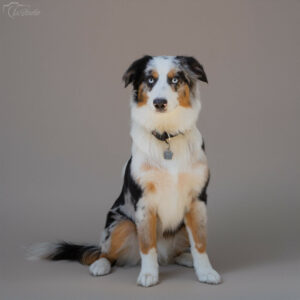 is-studio-animalier-045